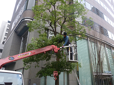 外構工事 庭づくり 大阪 京都の植木屋松正 庭木伐採 剪定 植栽管理