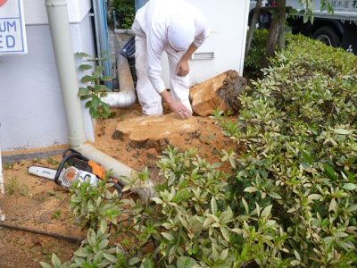 工場内での車両の妨げになったソメイヨシノの伐採