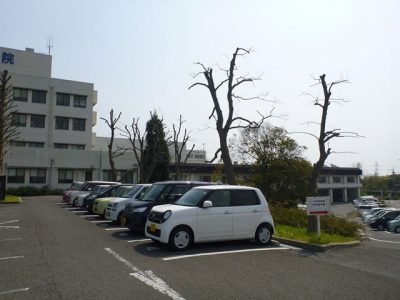 病院玄関前の高木（ヒマラヤスギ、ナンキンハゼ、メタセコイヤ）の強剪定（大阪府枚方市）
