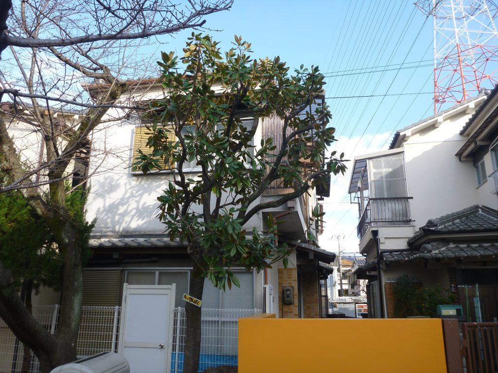 保育園のタイサンボク強剪定 桜の枯れ枝除去 アラカシ剪定 大阪 京都の植木屋松正 庭木伐採 剪定 植栽管理