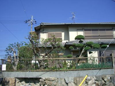 空き家の庭木イヌマキの剪定　京都府八幡市