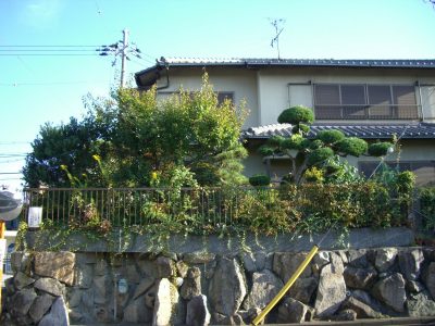 空き家の庭木イヌマキの剪定　京都府八幡市