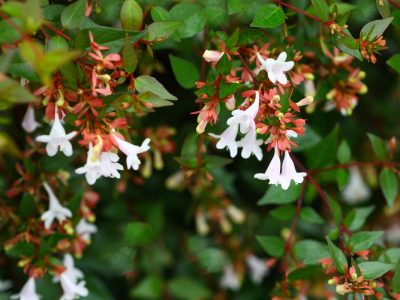 虫の付きにくい植木をサイズ別に11種類紹介 大阪 京都の植木屋松正 庭木伐採 剪定 植栽管理