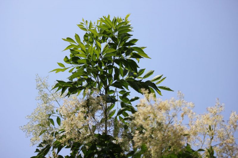 植木屋が教える 洋風の家におすすめ の庭木30選 手入れがラクなのにおしゃれ 大阪 京都の植木屋松正 庭木伐採 剪定 植栽管理