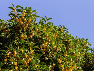 虫の付きにくい植木をサイズ別に11種類紹介 大阪 京都の植木屋松正 庭木伐採 剪定 植栽管理