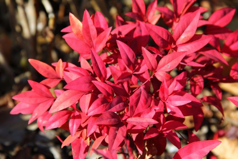 植木屋が教える 洋風の家におすすめ の庭木30選 手入れがラクなのにおしゃれ 大阪 京都の植木屋松正 庭木伐採 剪定 植栽管理