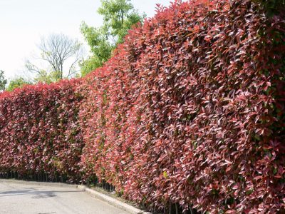 生垣におすすめ木の特徴 迷ったときに選ぶといい4品種 大阪 京都の植木屋松正 庭木伐採 剪定 植栽管理