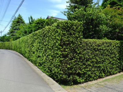 花が咲く低木15選 お庭に彩りを添えるお手頃サイズの庭木 大阪 京都の植木屋松正 庭木伐採 剪定 植栽管理