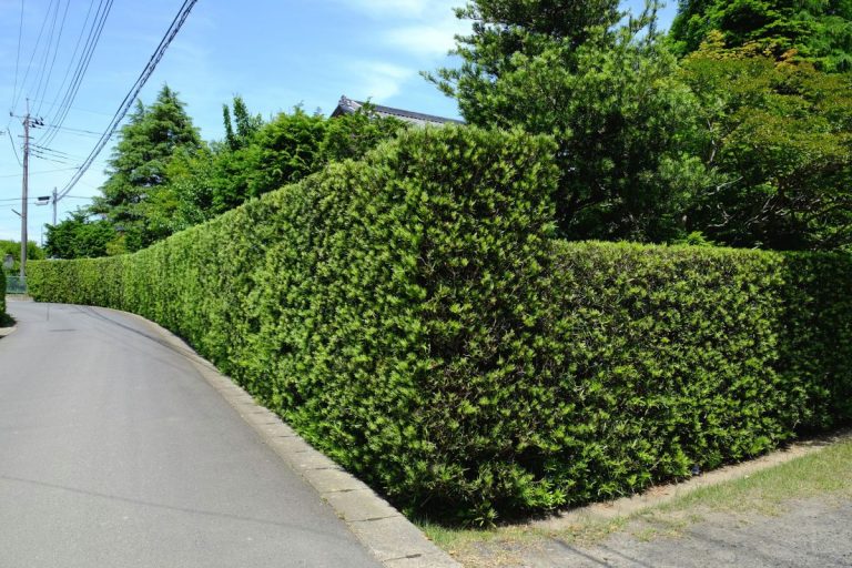 #fbf: 意味と投稿に適した日を理解する
