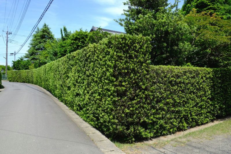 生垣におすすめ木の特徴 迷ったときに選ぶといい4品種 大阪 京都の植木屋松正 庭木伐採 剪定 植栽管理