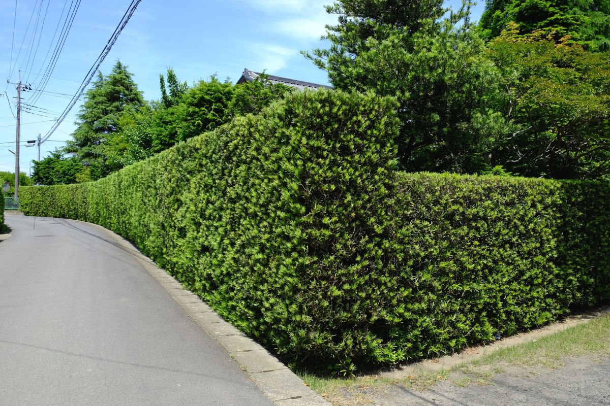 生垣におすすめ木の特徴 迷ったときに選ぶといい4品種 大阪 京都の植木屋松正 庭木伐採 剪定 植栽管理