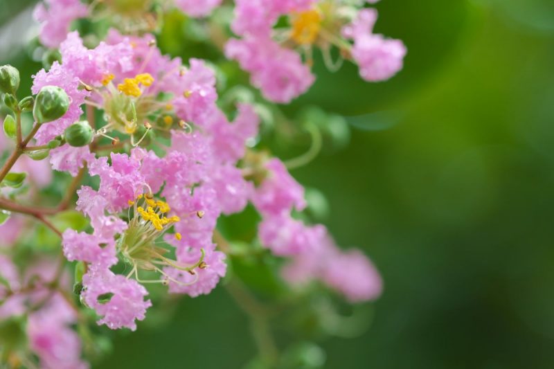 植木屋が教える 洋風の家におすすめ の庭木30選 手入れがラクなのにおしゃれ 大阪 京都の植木屋松正 庭木伐採 剪定 植栽管理