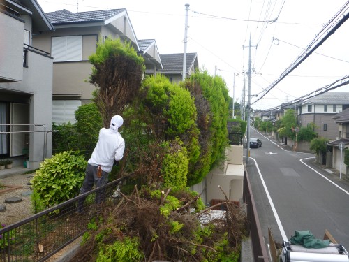 フェンスを壊しそうな植木を何とかしたい ゴールドクレスト8本を伐採 京都府八幡市 大阪 京都の植木屋松正 庭木伐採 剪定 植栽管理