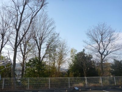 近所から落ち葉の苦情が毎年来る〜木を伐採して落ち葉対策〜　大阪府枚方市