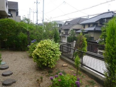 フェンスを壊しそうな植木を何とかしたい〜ゴールドクレスト8本を伐採〜　京都府八幡市