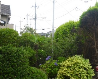 フェンスを壊しそうな植木を何とかしたい〜ゴールドクレスト8本を伐採〜　京都府八幡市