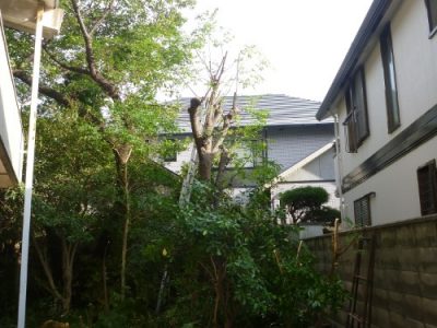 8mのクヌギの大木を伐採してほしい｜隣家からの苦情に対応　大阪府豊中市　