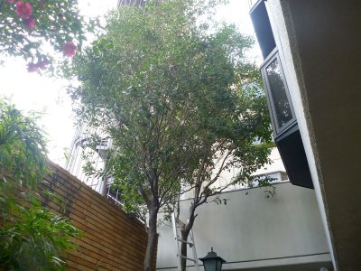 ホテルの植栽を剪定｜改装に伴い景観を整えたい　京都市下京区