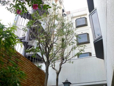 ホテルの植栽を剪定｜改装に伴い景観を整えたい　京都市下京区