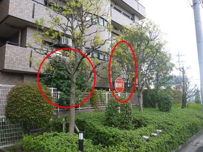 マンション専用庭の木を伐採｜2階のベランダまで伸びて迷惑になっていた　大阪府枚方市