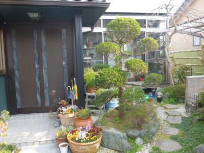 ツゲの伐根とモミジの植栽｜理想のモミジを探してほしい　京都府京田辺市