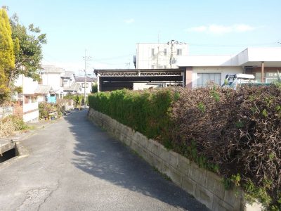 カイヅカの生垣剪定｜街灯の灯りを妨げていた　大阪府枚方市