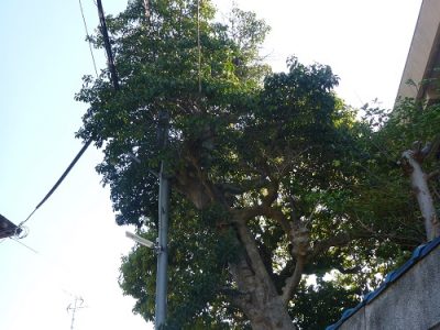 斜めに生えた大木を伐採して欲しい｜敷地外の電線にかかって危険　枚方市