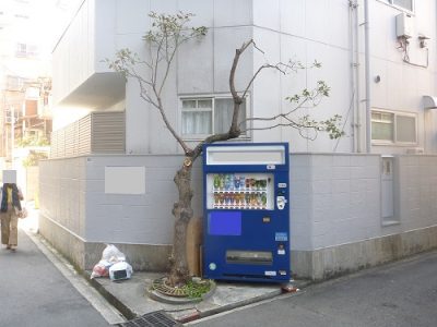 剪定後のクスノキ