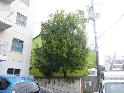 シラカシ２本の強剪定｜木のせいでマンションのアプローチが薄暗い　大阪府豊中市