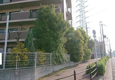 マンションの窓を覆う植木