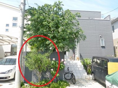 ミモザアカシアの剪定 以前の植木屋さんと連絡が取れなくなった 京都府京田辺市 大阪 京都の植木屋松正 庭木伐採 剪定 植栽管理