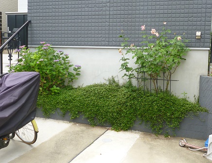 ミモザアカシアの剪定 以前の植木屋さんと連絡が取れなくなった 京都府京田辺市 大阪 京都の植木屋松正 庭木伐採 剪定 植栽管理 ミモザアカシアの剪定 以前の植木屋さんと連絡が取れなくなった 京都府京田辺市 大阪 京都の植木屋松正 庭木伐採 剪定 植栽管理