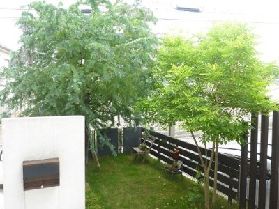 ミモザアカシアの剪定｜以前の植木屋さんと連絡が取れなくなった　京都府京田辺市