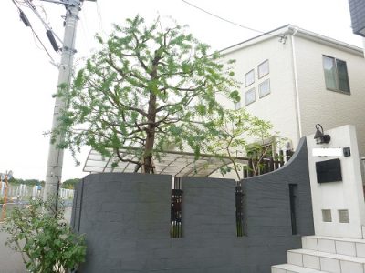 ミモザアカシアの剪定 以前の植木屋さんと連絡が取れなくなった 京都府京田辺市 大阪 京都の植木屋松正 庭木伐採 剪定 植栽管理