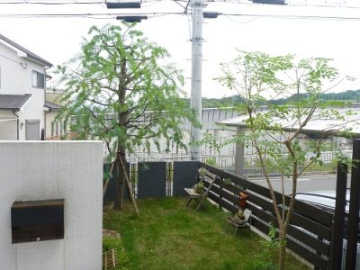 ミモザアカシアの剪定｜以前の植木屋さんと連絡が取れなくなった　京都府京田辺市