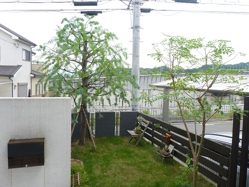 ミモザアカシアの剪定 以前の植木屋さんと連絡が取れなくなった 京都府京田辺市 大阪 京都の植木屋松正 庭木伐採 剪定 植栽管理