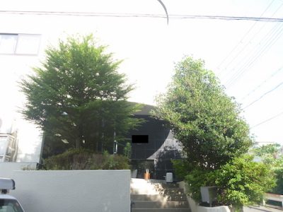モッコクなどの植木の剪定｜会社の前の植え込みが伸びすぎた　京都府八幡市