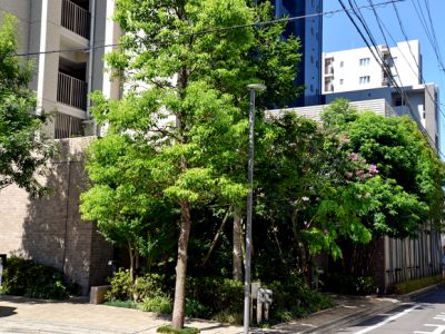 マンション植え込み