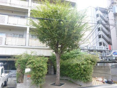 カナメモチ生垣などの植栽剪定　大阪府堺市堺区　マンション植栽管理