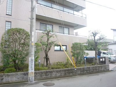 シラカシなどの植栽を剪定｜マンション居室の日当たりを改善　大阪府茨木市