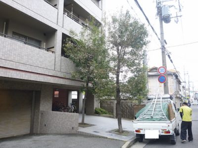 2本のシラカシの強剪定｜根元が弱った木が枯れない程度に　兵庫県尼崎市のマンション