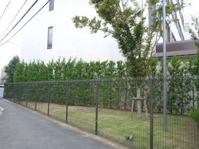 生垣の補修｜台風で工場に植えたレイランディの生垣が支柱ごと傾いた　京都府長岡京市