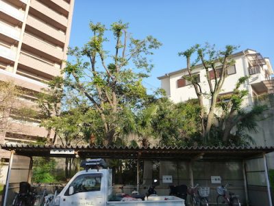 10mのエノキの強剪定｜台風に備えて枯木の撤去と大木の剪定　枚方市の病院