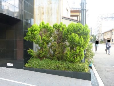 マンションエントランスの植栽の部分的な植え替え｜周囲の木になじむように　大阪市