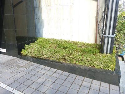 マンションエントランスの植栽の部分的な植え替え｜周囲の木になじむように　大阪市