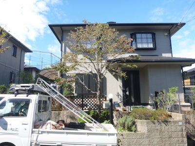 シマトネリコの強剪定 丸太のような状態までバッサリ 京都府八幡市美濃山 大阪 京都の植木屋松正 庭木伐採 剪定 植栽管理