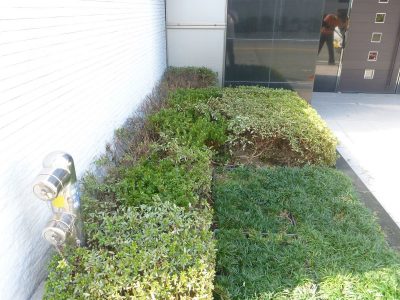 マンションエントランスの植栽の部分的な植え替え 周囲の木になじむように 大阪市 大阪 京都の植木屋松正 庭木伐採 剪定 植栽管理