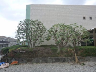 ユズリハの剪定｜工場の木を毎年同じ大きさに維持　大阪府枚方市