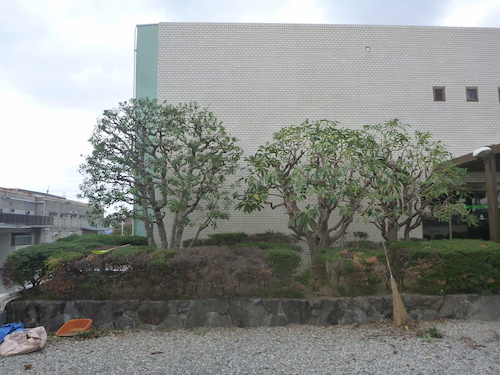 ユズリハの剪定 工場の木を毎年同じ大きさに維持 大阪府枚方市 大阪 京都の植木屋松正 庭木伐採 剪定 植栽管理