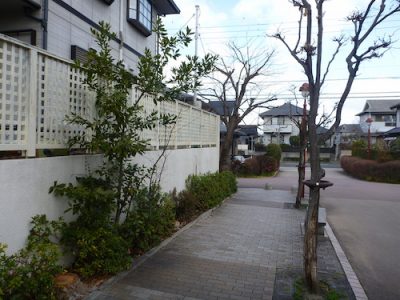 ケヤキを３本伐採｜歩道への落ち葉が迷惑になる　京都府京田辺市